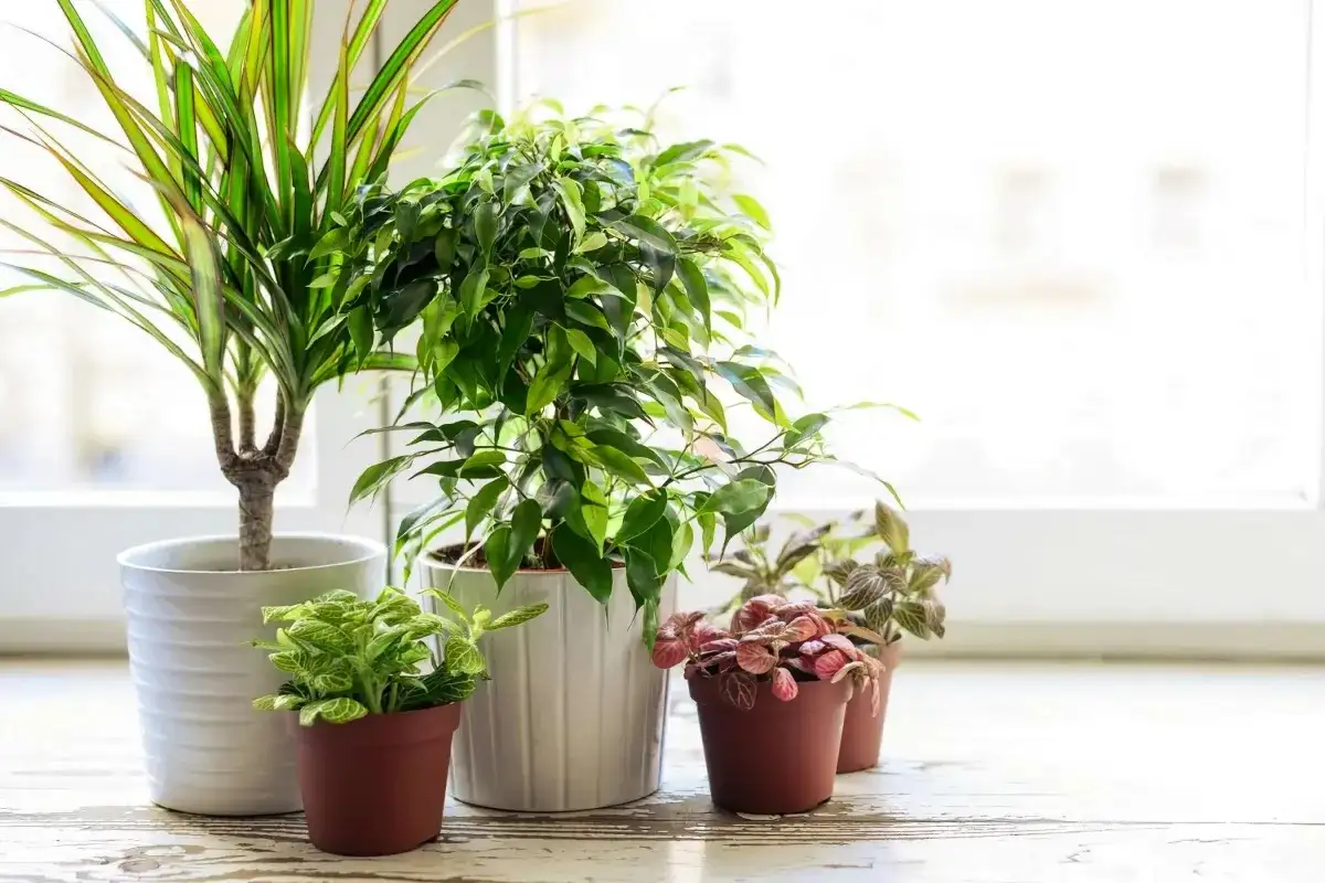 Are Your Plants Breeding Pests Here's A Shocking Reality!