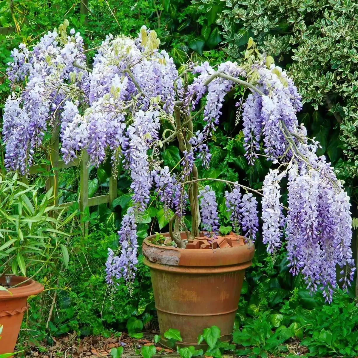 Uncover The Hidden Secrets Of Growing Wisteria In Pots! Shocking Tips Inside!