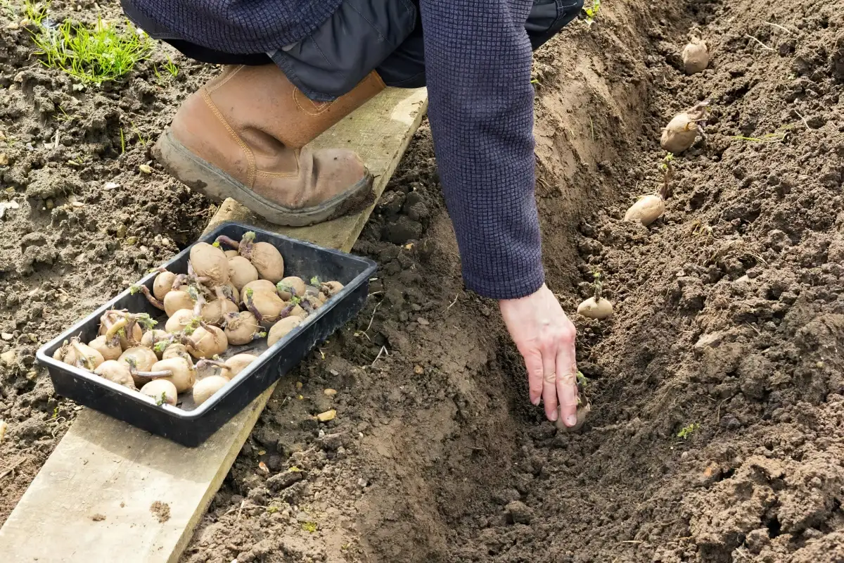 Unearth The Secrets To A Perfect Potato Crop!